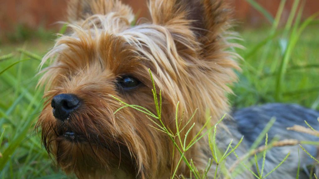 How-to-Choose-the-Best-Portable-Pet-Paw-Cleaner-on-servicetrending